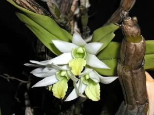 Bild von Dendrobium scabrilingue 1